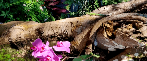 Simon the Emerald Swift by his favorite orchid
