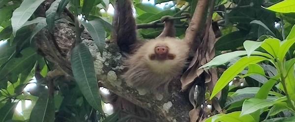 A sleeping Sloth at the local Sloth Rescue Center